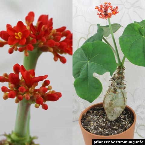 Jatropha podagrica