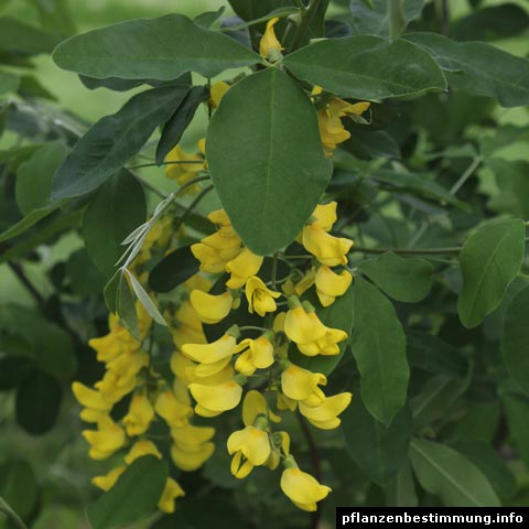 Laburnum × watereri