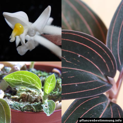 Ludisia discolor
