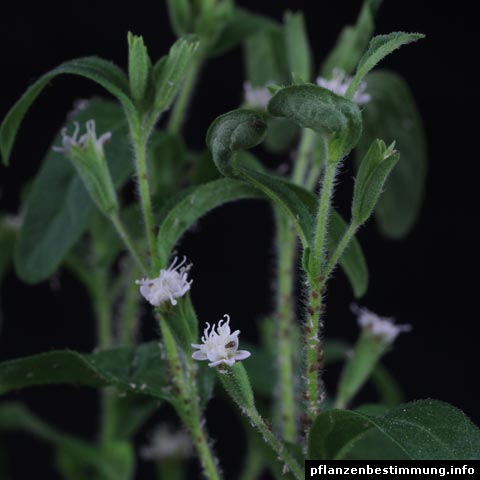 Stevia rebaudiana