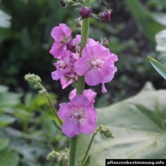 Verbascum phoeniceum