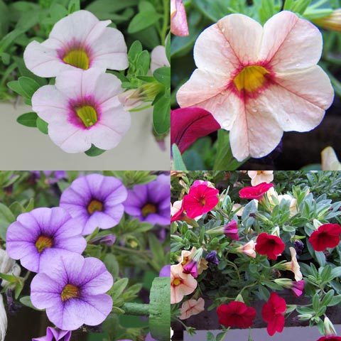 Calibrachoa-Hybriden