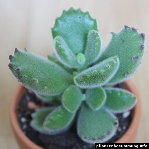 Cotyledon tomentosa