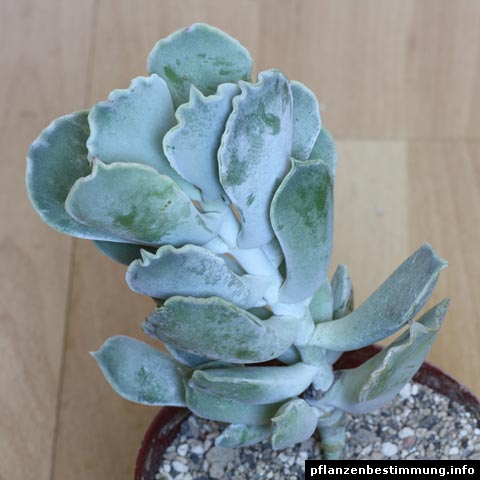 Cotyledon undulata