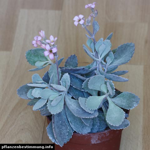 Kalanchoe pumila