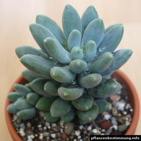 Pachyphytum hookeri