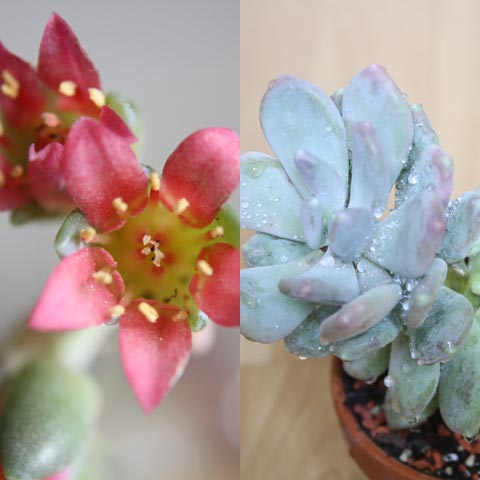 Pachyphytum