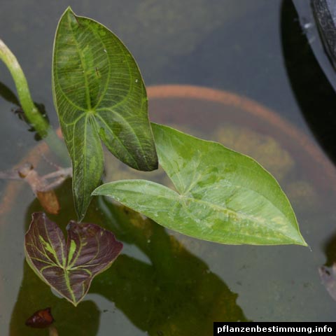 Sagittaria australis Benni