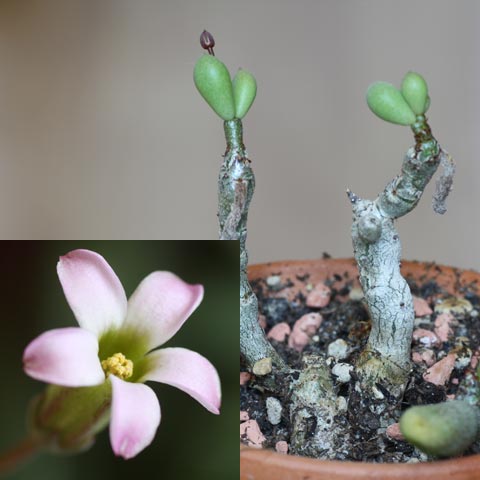 Tylecodon schaeferianus