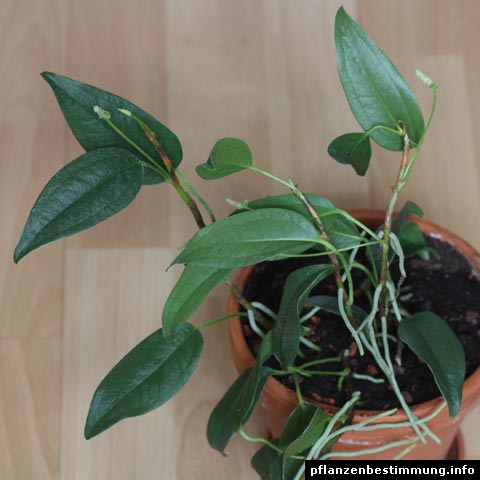 Anthurium scandens