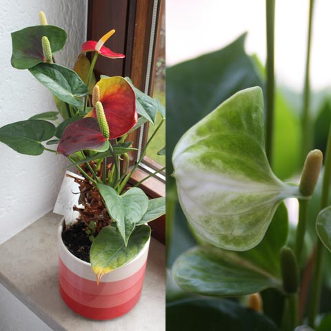 Anthurium-Hybride