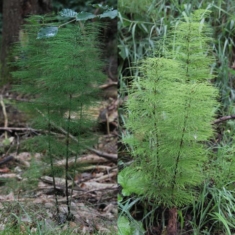 Equisetum sylvaticum