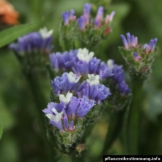 Limonium sinuatum