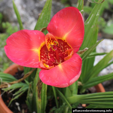 Tigridia pavonia