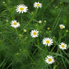 Tripleurospermum inodorum