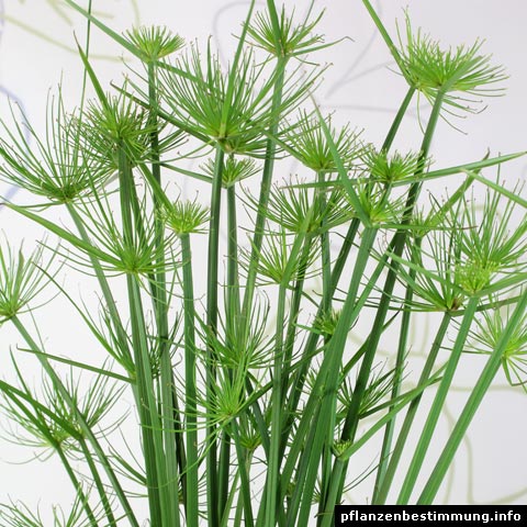 Cyperus haspan