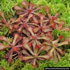 Drosera venusta