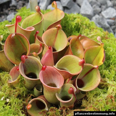 Heliamphora minor