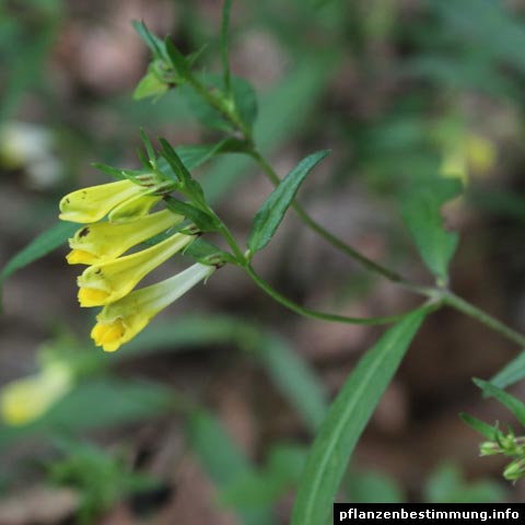 Melampyrum pratense