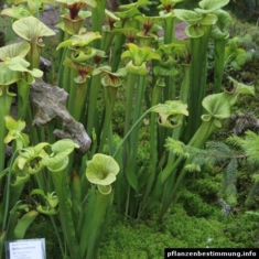 Sarracenia flava