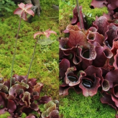Sarracenia purpurea ssp. venosa