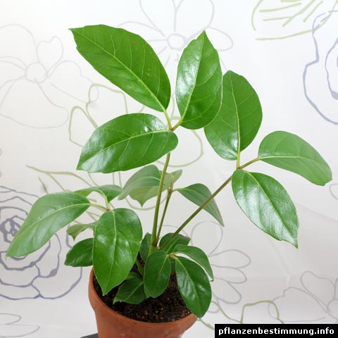 Schefflera actinophylla
