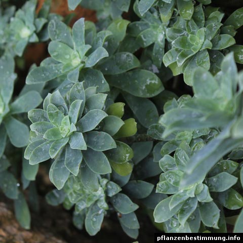 Sedum compactum