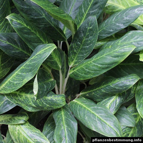 Aglaonema sp