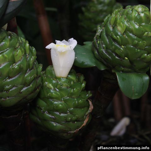 Costus spiralis