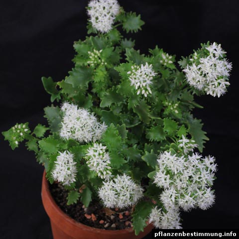 Hylotelephium populifolium