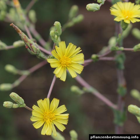 Lactuca sativa