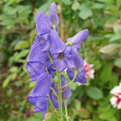 Identification des plantes fleurs bleues et violettes