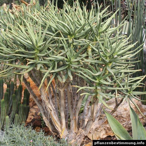 Aloe ramosissima