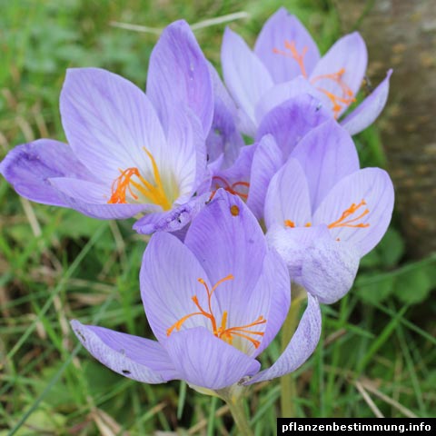 Crocus speciosus