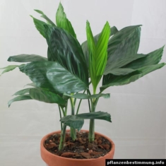 Chamaedorea metallica