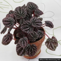 Peperomia caperata Schumi Red