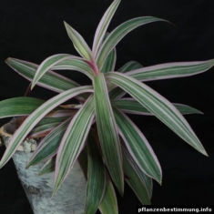 Tradescantia spathacea