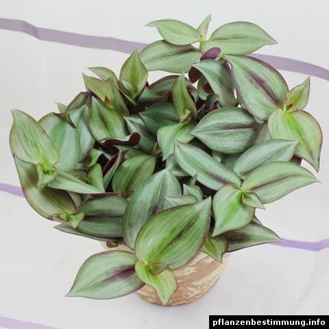 Tradescantia zebrina