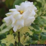 Gardenia jasminoides Variegata
