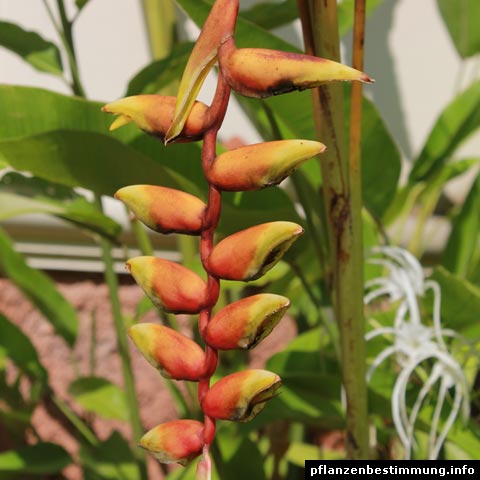 Heliconia sp