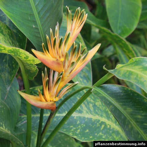 Heliconia