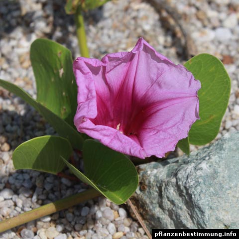 Ipomoea pes-caprae