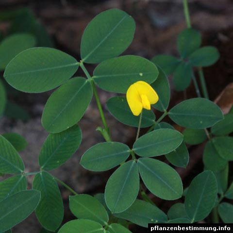 Arachis pintoi