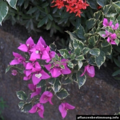 Bougainvillea glabra Variegata