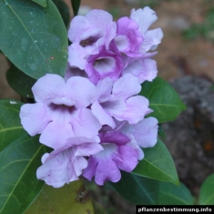 Mansoa alliacea