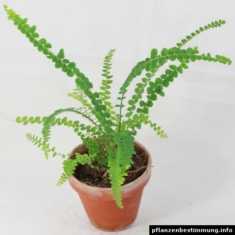 Nephrolepis cordifolia