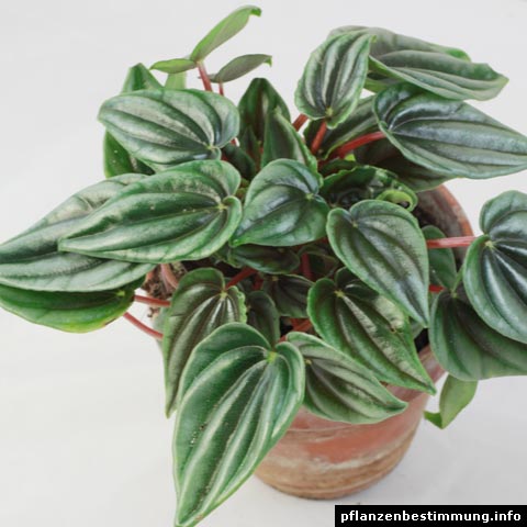 Peperomia marmorata