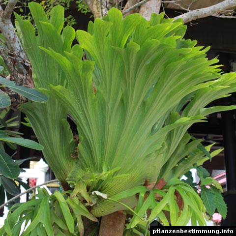 Platycerium