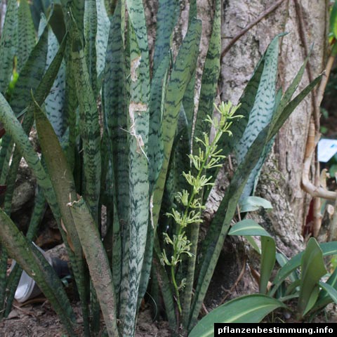 Sansevieria trifasciata
