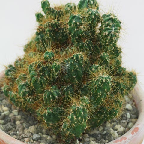Cereus repandus var. monstrosus